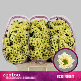 Chr S Rossi Cream