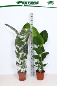 Strelitzia Nicolai