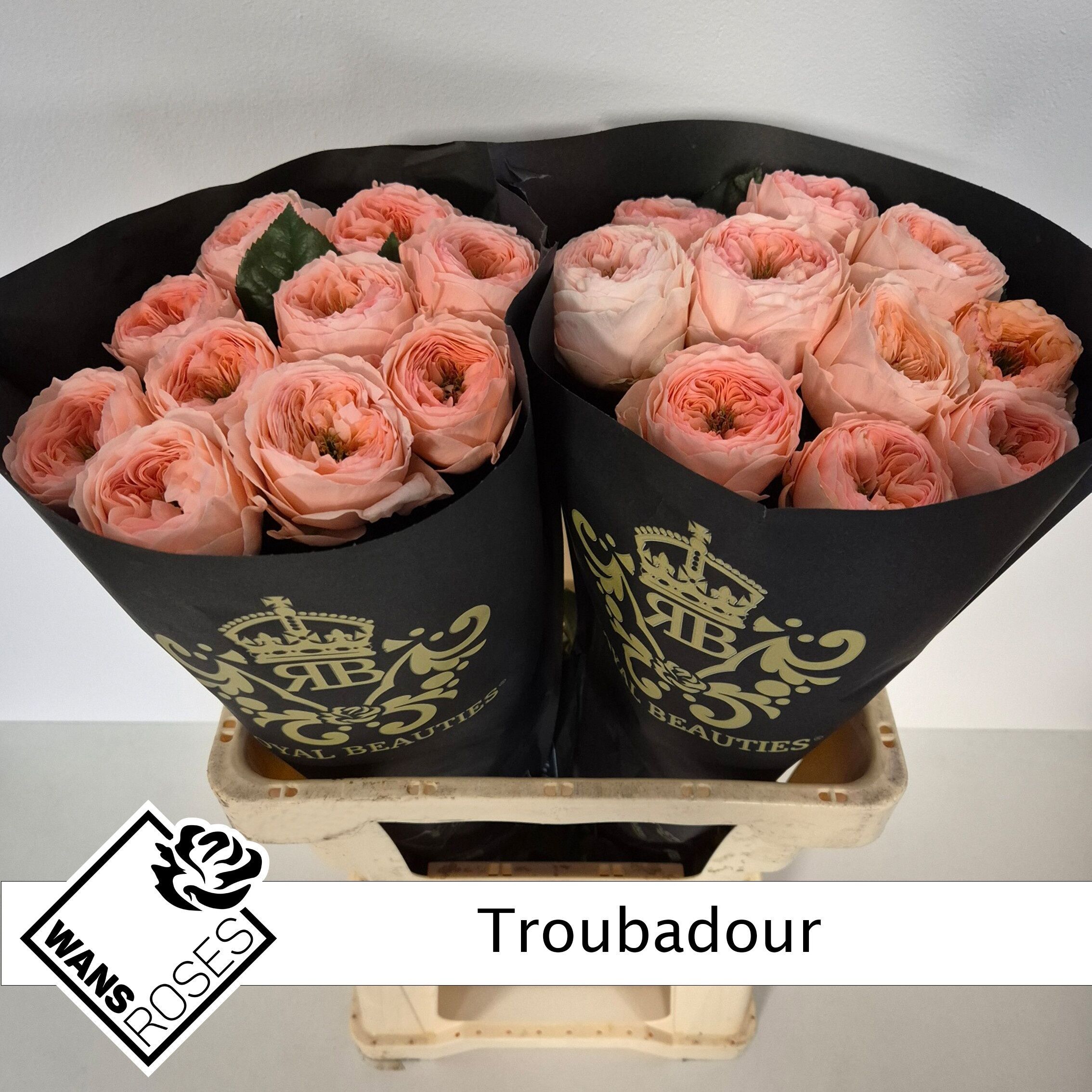 R Gr Troubadour