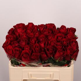 R Gr Ever Red