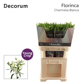 Alstr Fl Charmelia Blanca