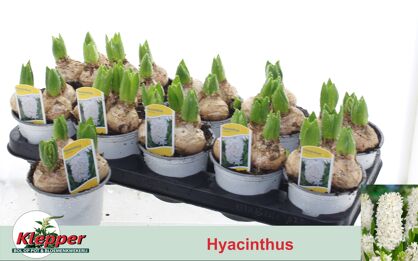 Hyacin Antarctica White 3 Pp