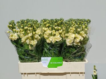 Matth Stox Yellow