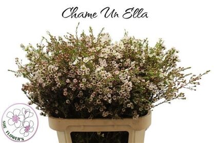 Chame Un Ella