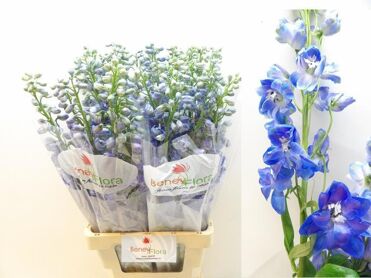 Delph Du Guard Blue