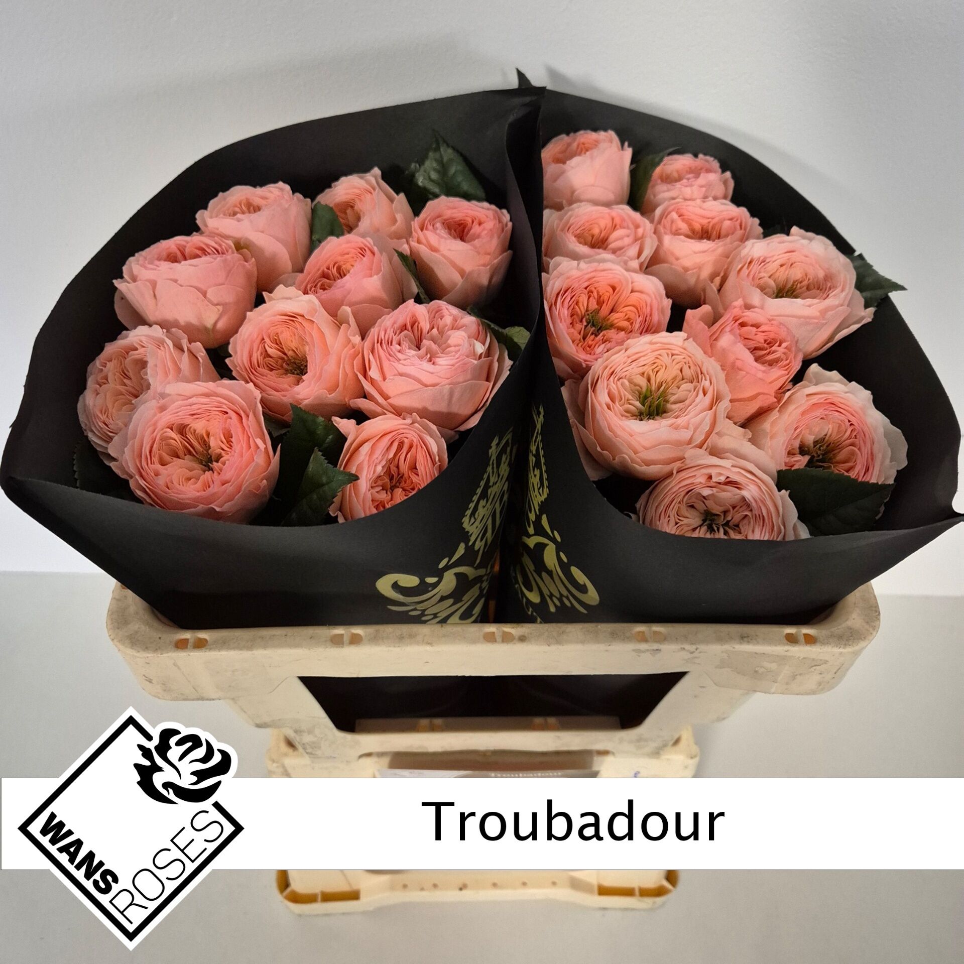 R Gr Troubadour X 20