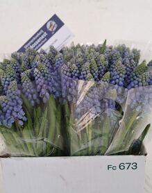 Muscari Blu