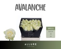 R Gr Avalanche Allure