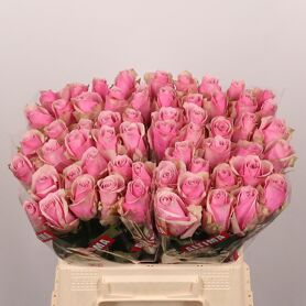 R Gr Athena Royale Extra