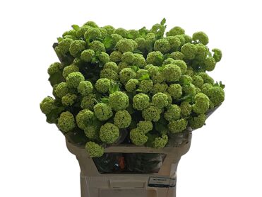 Viburnum Roseum St