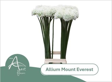 Allium Bianco