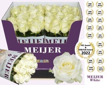 R Gr Avalanche Meijer White