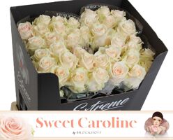 R Gr Sweet Caroline
