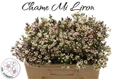 Chame Mi Liron