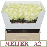 R Gr Avalanche Meijer A 2 X 40