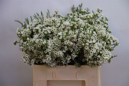 Chame Crystal Pearl