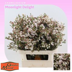 Chame Moonl Delight