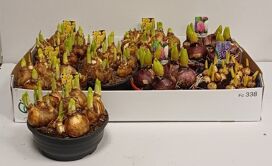 Bolbloemen Gem