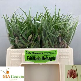 Frit Meleagris