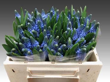 Muscari Carola