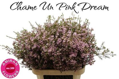 Chame Un Pink Dream