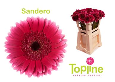 Ge Mi Sandero