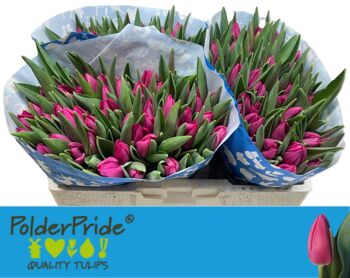Tu En Pink Ardour