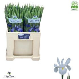 Iris White Magic