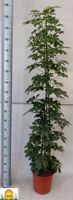 Schefflera Compacta
