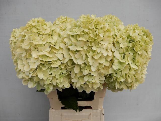 Hydr Pa Limelight