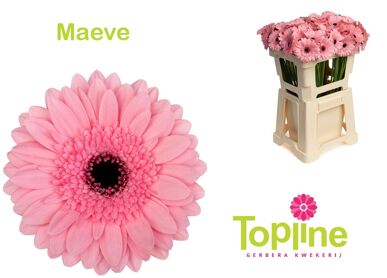 Ge Mi Maeve
