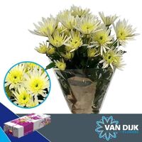 Chr T Delian White