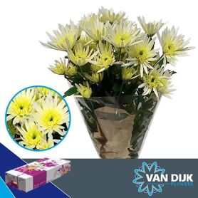 Chr T Delian White