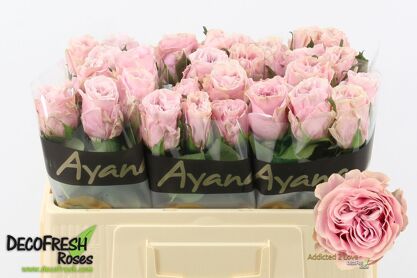 R Gr Addicted 2 Love