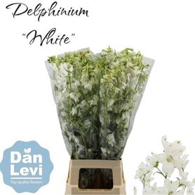 Delph En Be An White