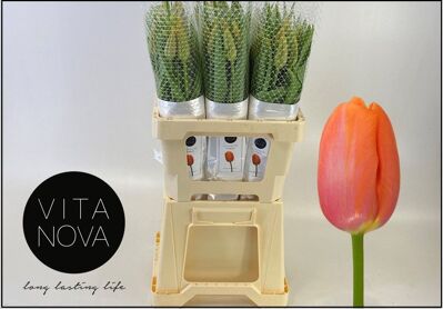 Tu Frankrijk En Avignon