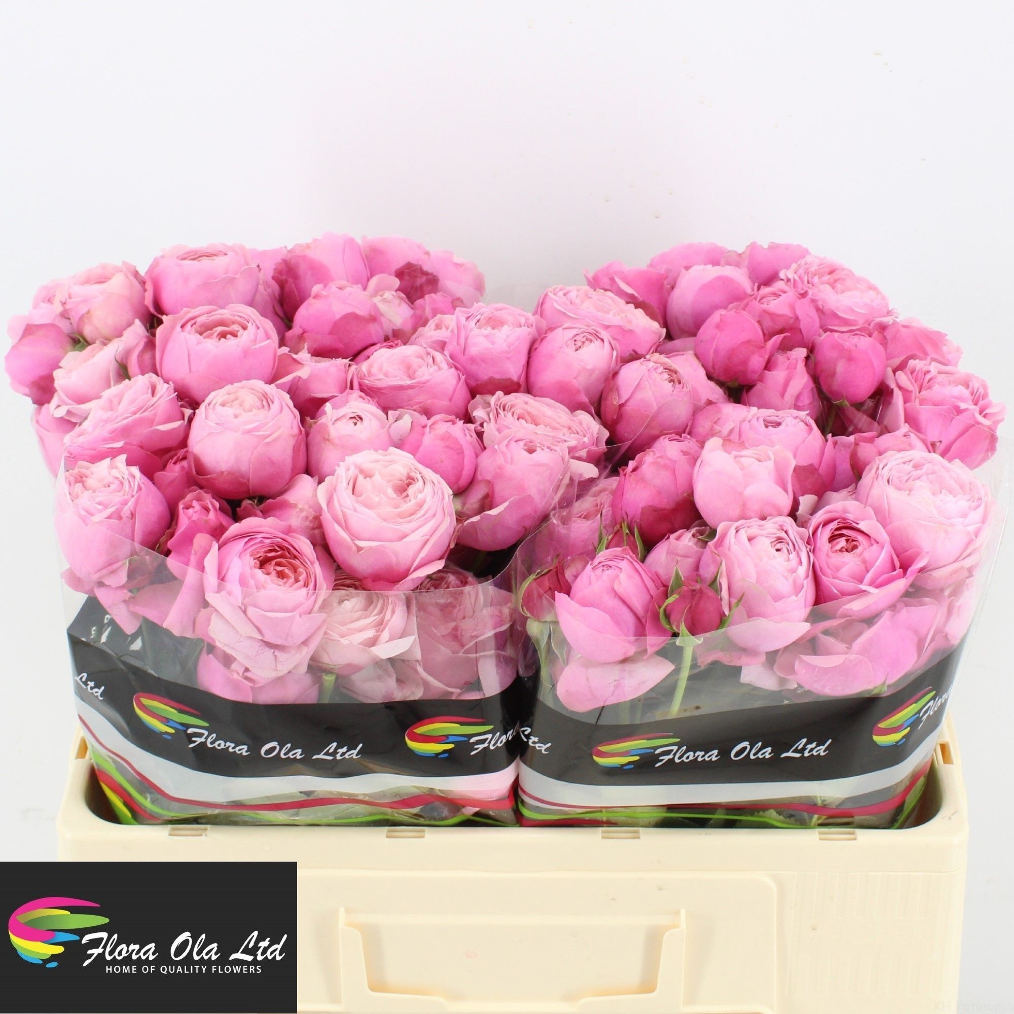 R Tr Silva Pink+