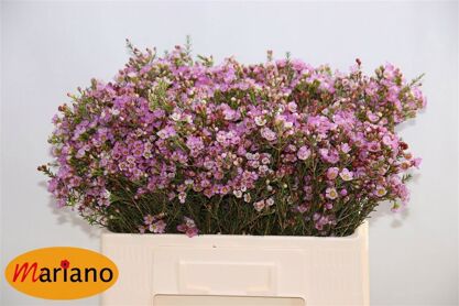 Chame Adi