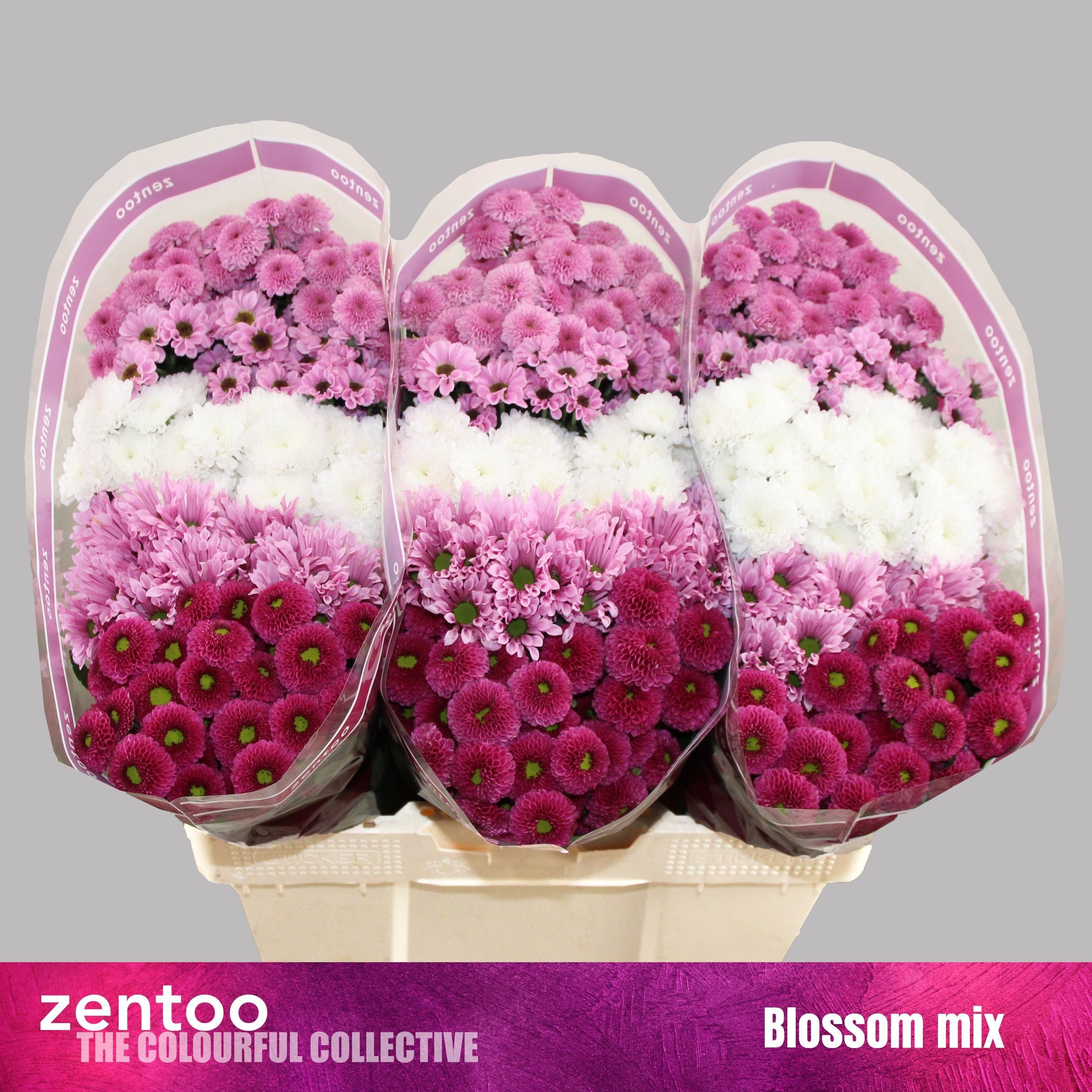 Chr S Gem Blossum
