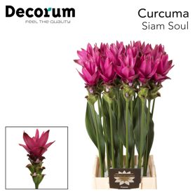 Curc Al Siam Soul