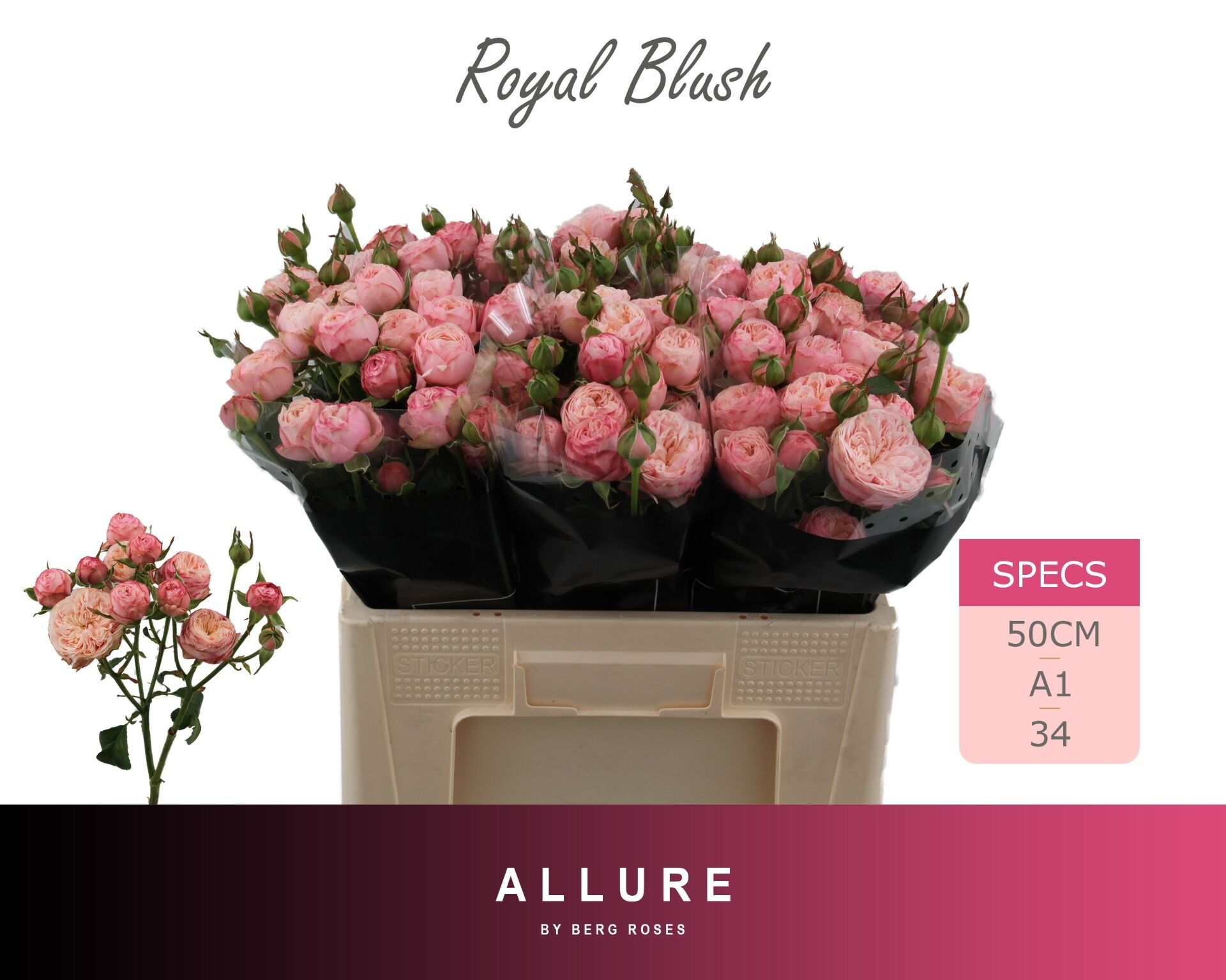 R Tr Royal Blush