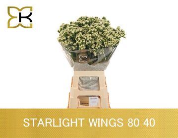 Lim S Starlight Wing