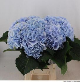 Hydr M Ch Verena Bl