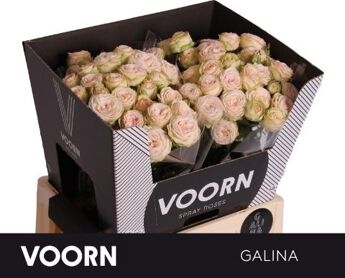 R Tr Galina
