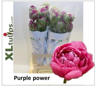 Tu Frankrijk Du Purple Power