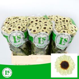 Chr S Patrese Cream
