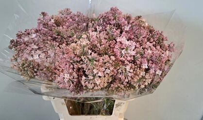 Syr Hy Maidens Blush