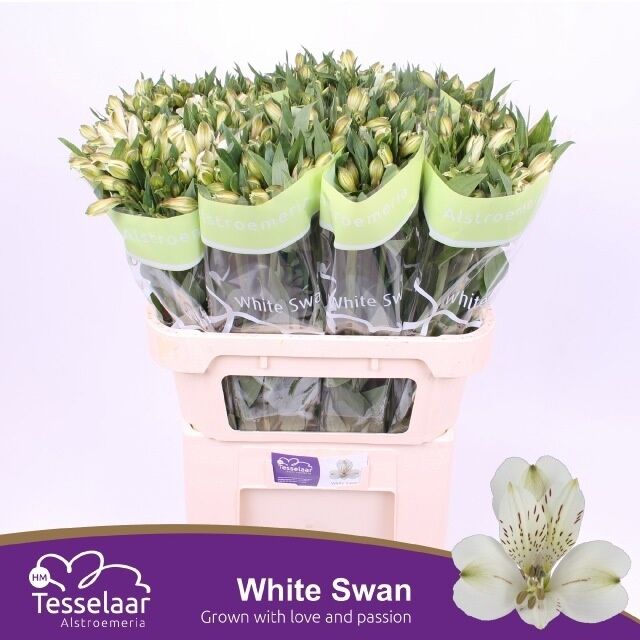 Alstr White Swan