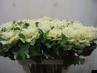 Brassica Oleracea 'crane Ruffle White'