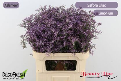 Lim Saf Lilac